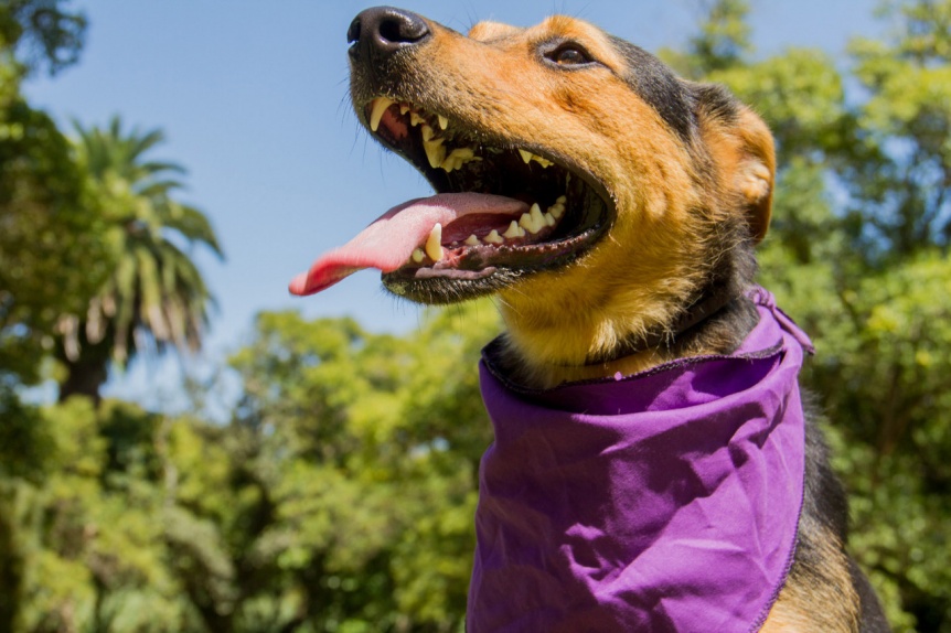 Berazategui promueve la adopcin responsable de mascotas