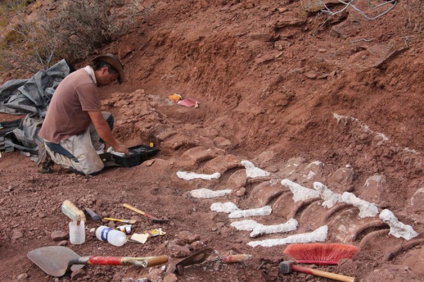 Enel Generacin El Chocn ayud a trasladar los huesos de un dinosaurio para su estudio