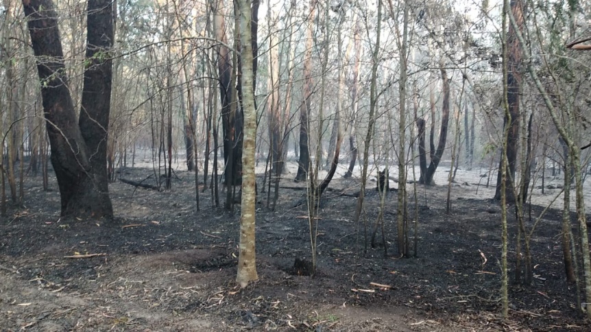 Intenso operativo de Provincia para sofocar el fuego en el Parque Pereyra