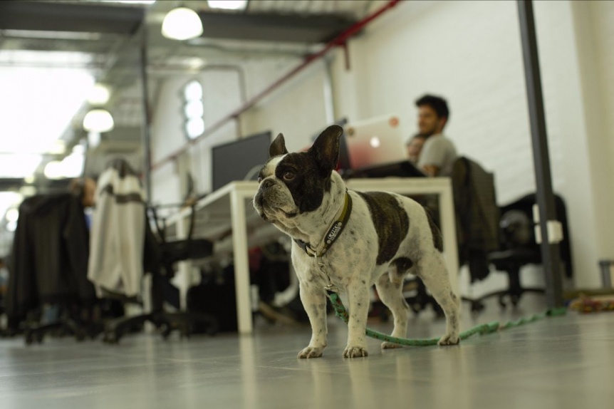 Día Mundial de Llevar el Perro al Trabajo: ¿Qué beneficios trae?