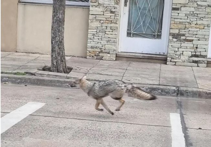 Hay un zorro suelto en Mataderos piden a los vecinos que no intenten agarrarlo