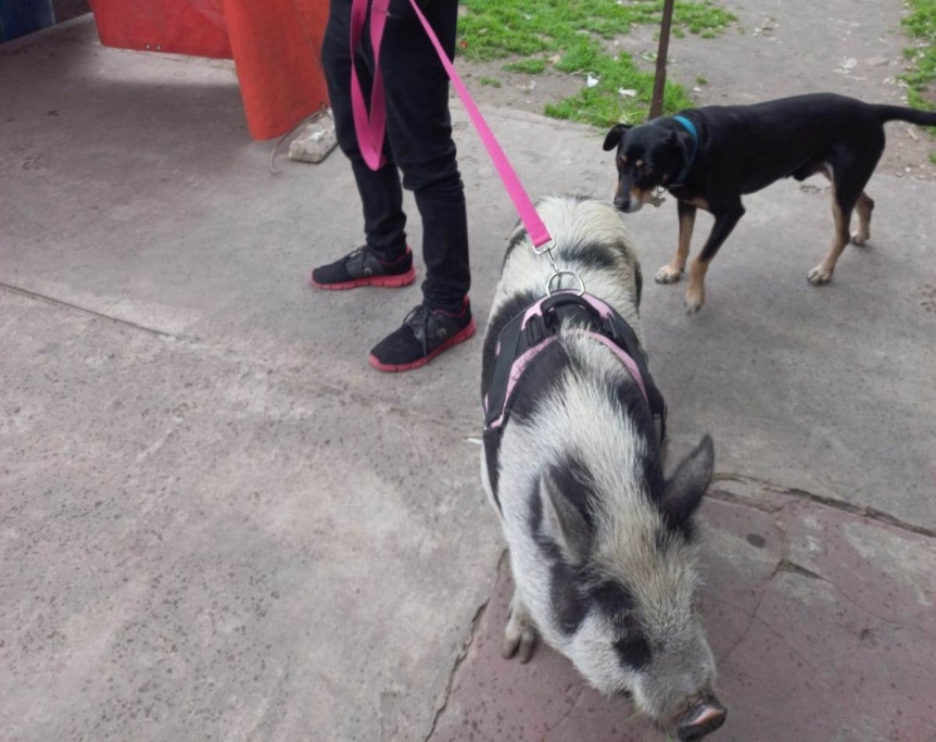 La moda de los cerdos como mascotas lleg a Quilmes