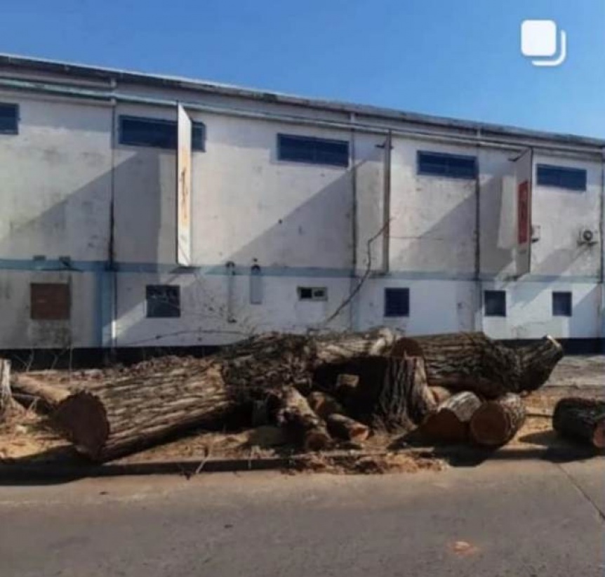 Talaron dos añosos árboles frente al Club Mate y se encendió la ira de un vecino