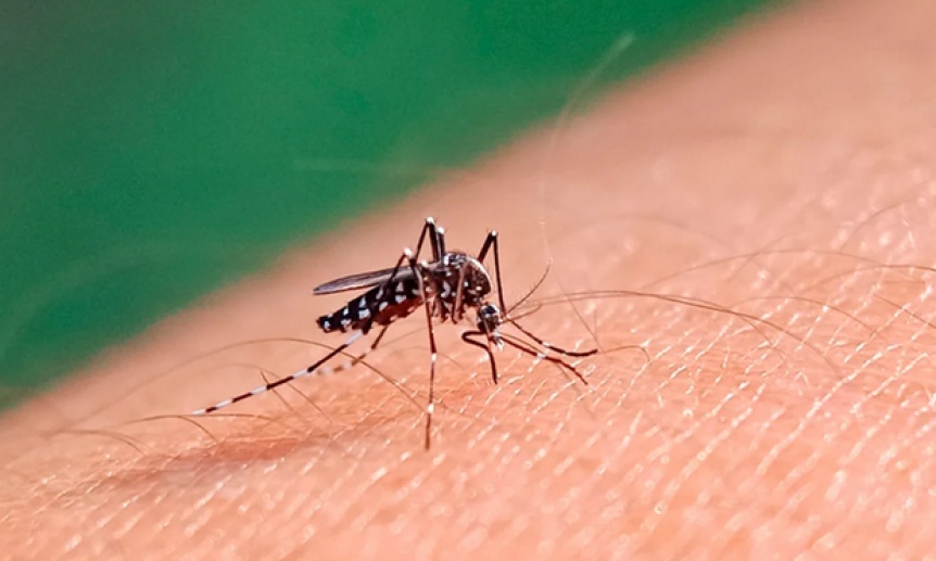 Brote de dengue: El Gobierno se rene con los ministros de Salud de todas las provincias
