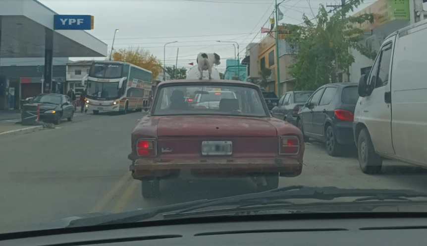 VIDEO | Un conductor llev a un perro en el techo de su auto