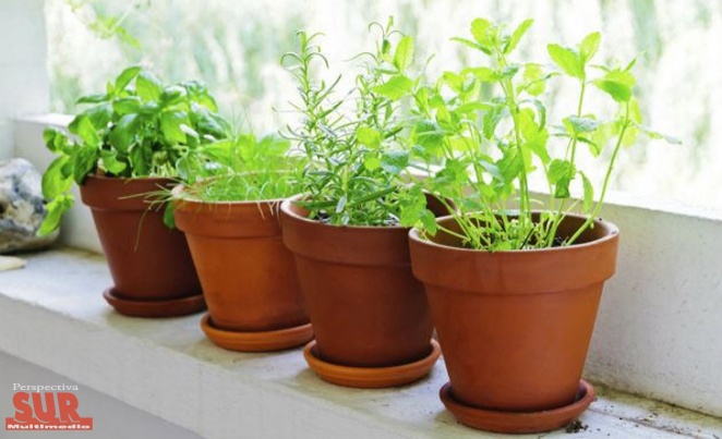 10 hierbas muy saludables y fciles de cultivar en casa