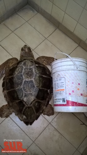 Guardavidas de Quilmes rescataron una rarsima tortuga de mar