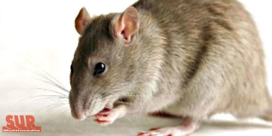 Nueva York tiene un ambicioso plan para erradicar las ratas para siempre
