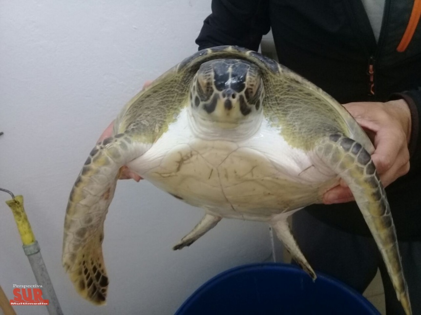 Otra tortuga marina fue a parar a las redes de pescadores