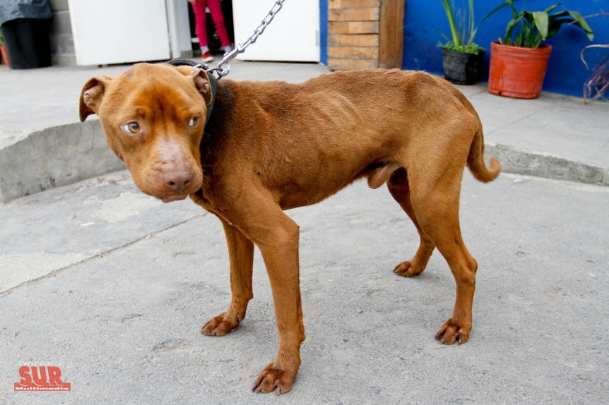 Perros maltratados fueron rescatados por la Clínica Veterinaria Municipal de Berazategui