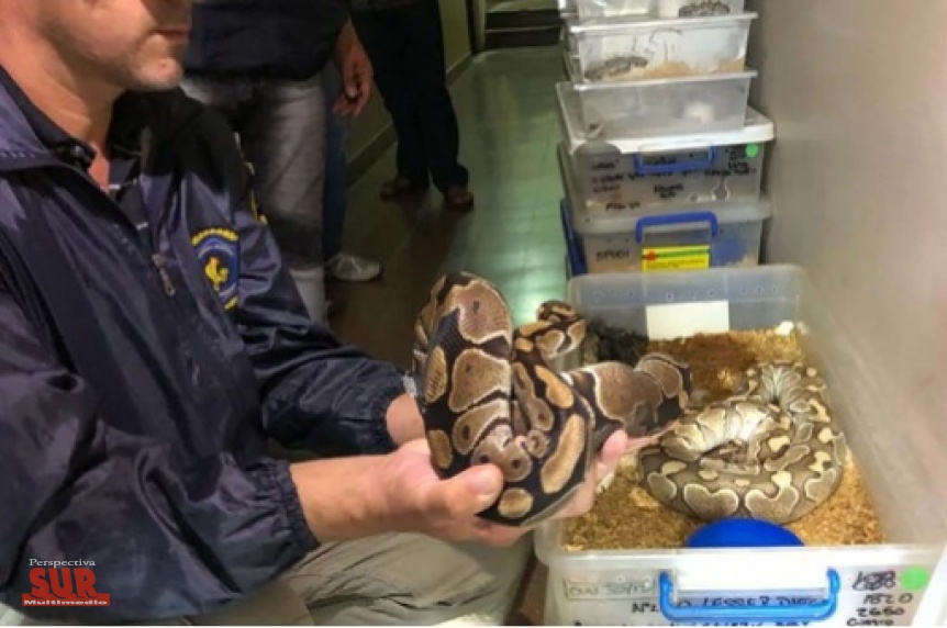 Secuestraron ms de 200 serpientes en un departamento de Once