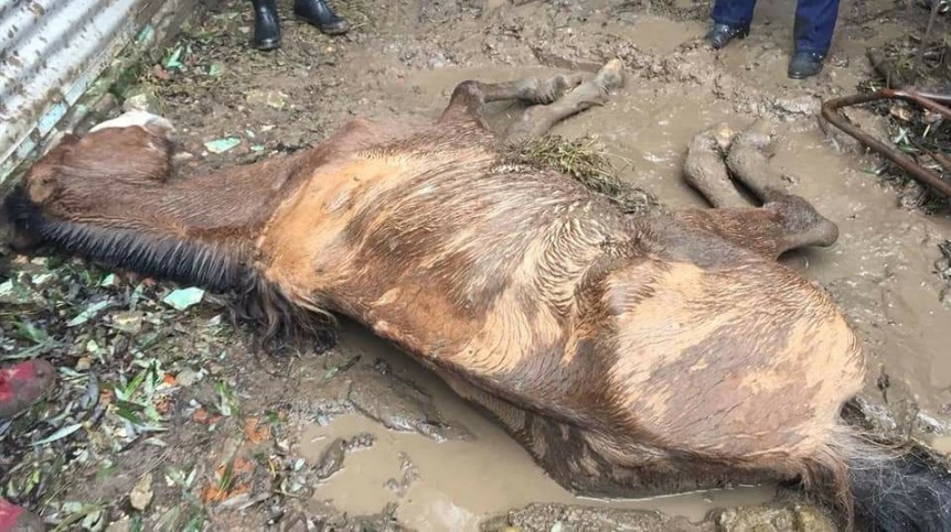 Muri Vincent, el caballo rescatado del barro por Bomberos de Quilmes