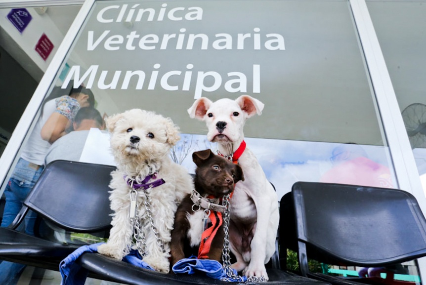 Berazategui: Ahora se puede sacar turno en los CAPS para castrar mascotas