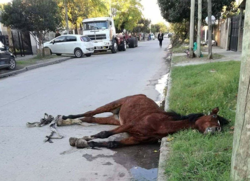 Indignacin por una yegua muerta a palazos por sus carreros