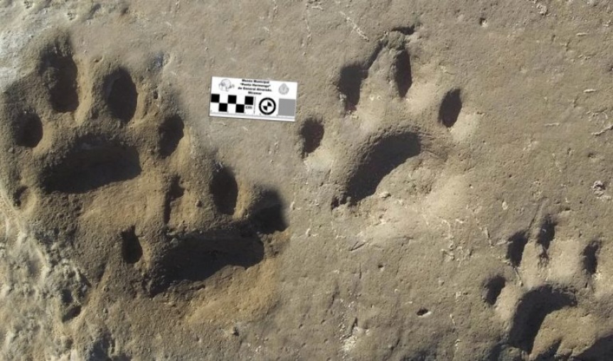 Descubren huellas de una nueva especie de tigre dientes de sable en Miramar