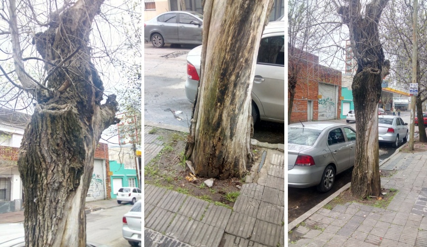 Vecino advierte sobre rboles con riesgo de caerse en Quilmes centro