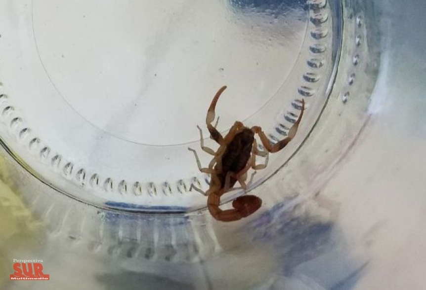 Advierten sobre nuevas apariciones de escorpiones en Bernal
