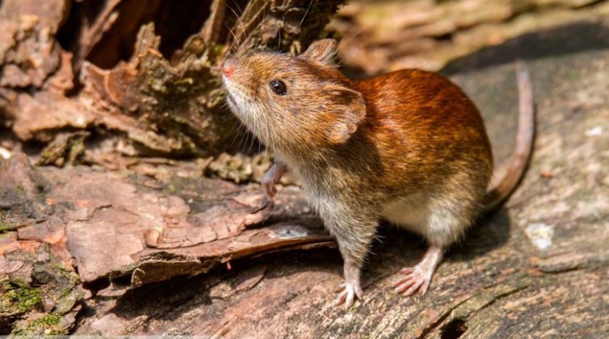 Medidas para evitar el contagio de enfermedades transmitidas por roedores