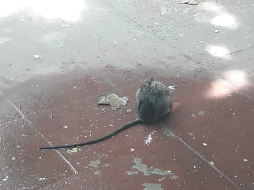 Invasin de roedores en ARBA Quilmes centro