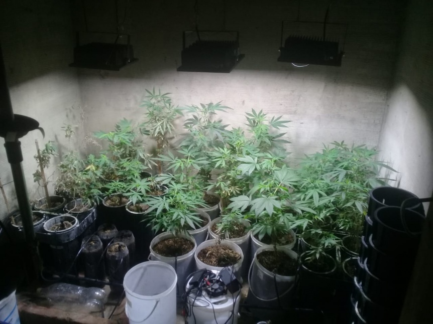 Descubrieron un invernadero de marihuana en el barrio La Paz
