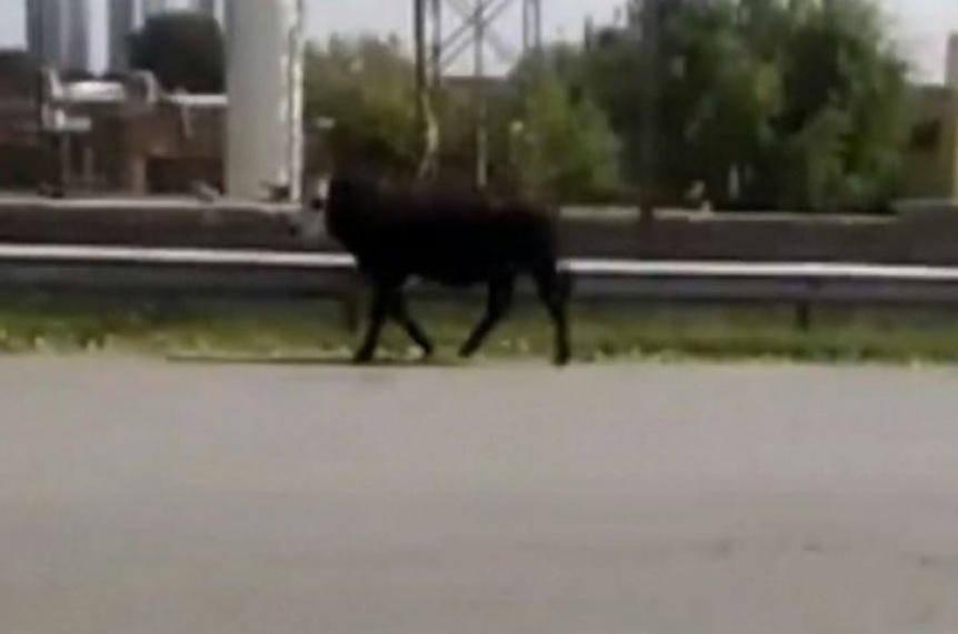Una vaca suelta se pase por la autopista Buenos Aires - La Plata