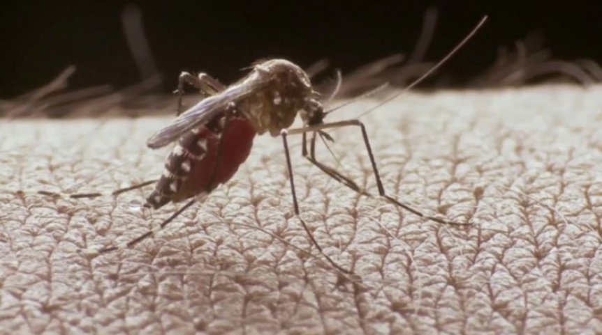 Tambin hay que combatir el dengue en los meses de fro