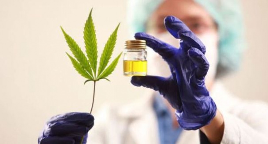 Berazategui aprob investigar el uso del cannabis medicinal