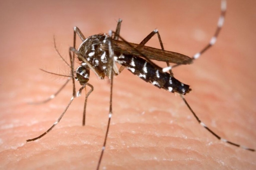 Evalan en Don Bosco dos posibles casos de dengue no autctono
