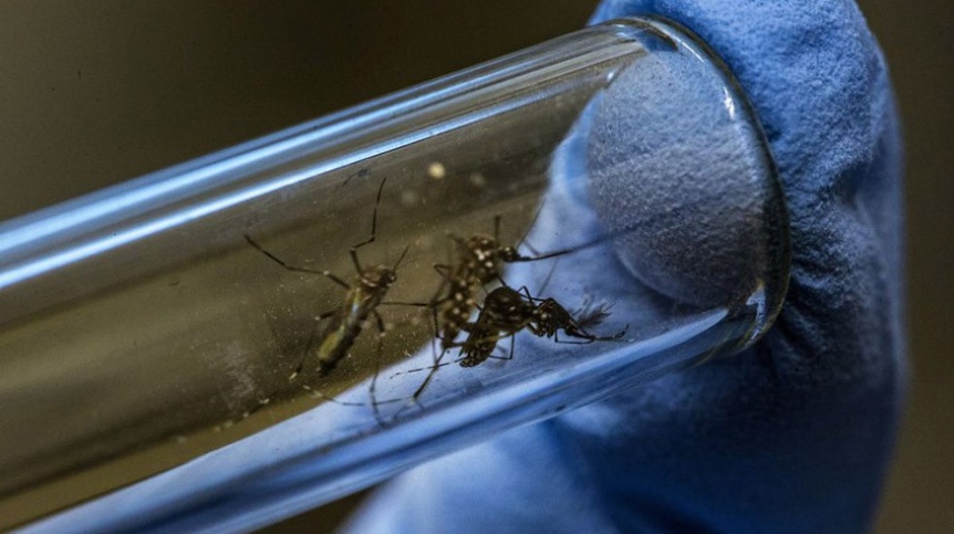 Quilmes, Varela y Lans terceros en el ranking de casos sospechosos de dengue